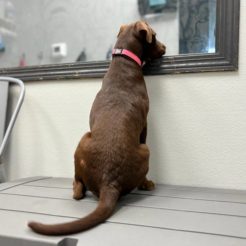 Creme Brulee thumbnail 3