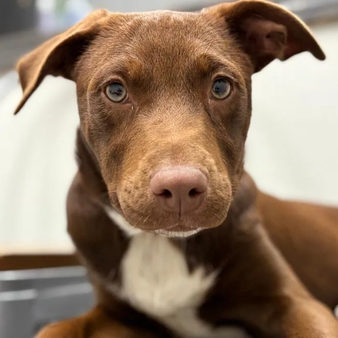 A baby medium-sized female Brown / Chocolate Chocolate Labrador Retriever dog named Creme Brulee for adoption in Monticello, IA