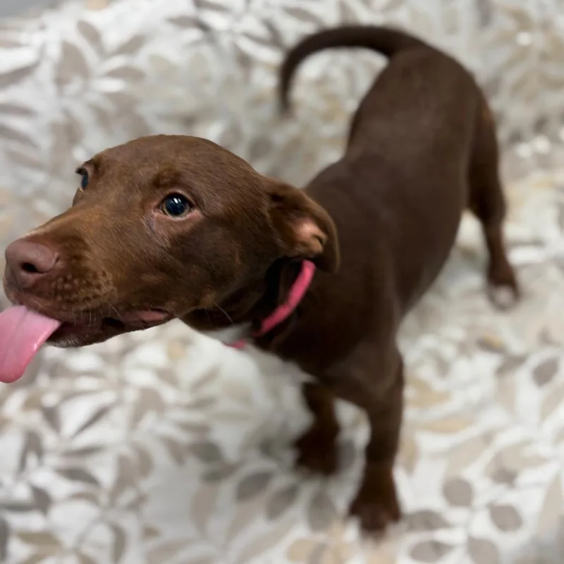 Creme Brulee thumbnail 4