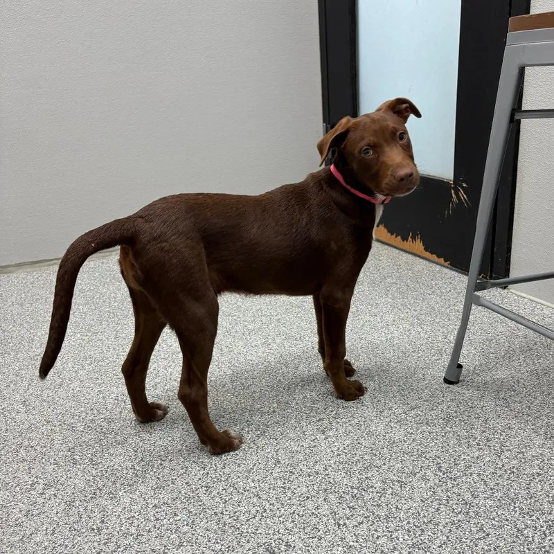 Creme Brulee thumbnail 5