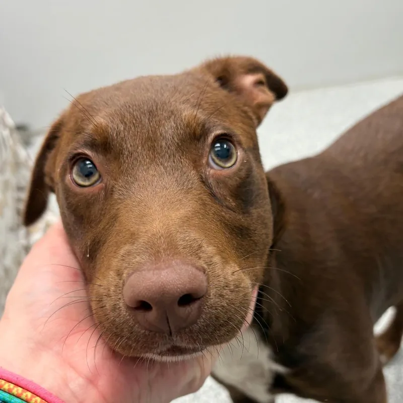 Creme Brulee thumbnail 6