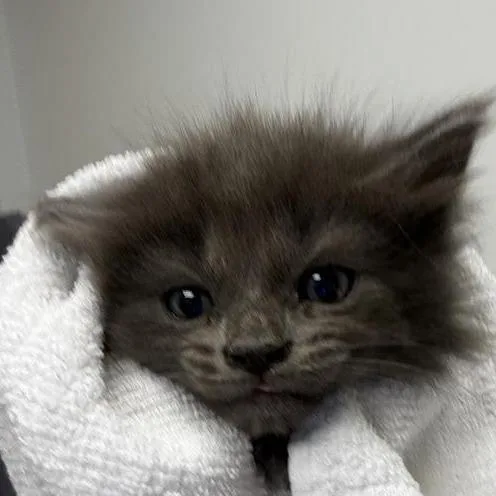 A baby small-sized female Gray / Blue / Silver Domestic Long Hair cat named Mothra for adoption in Jacksonville, FL