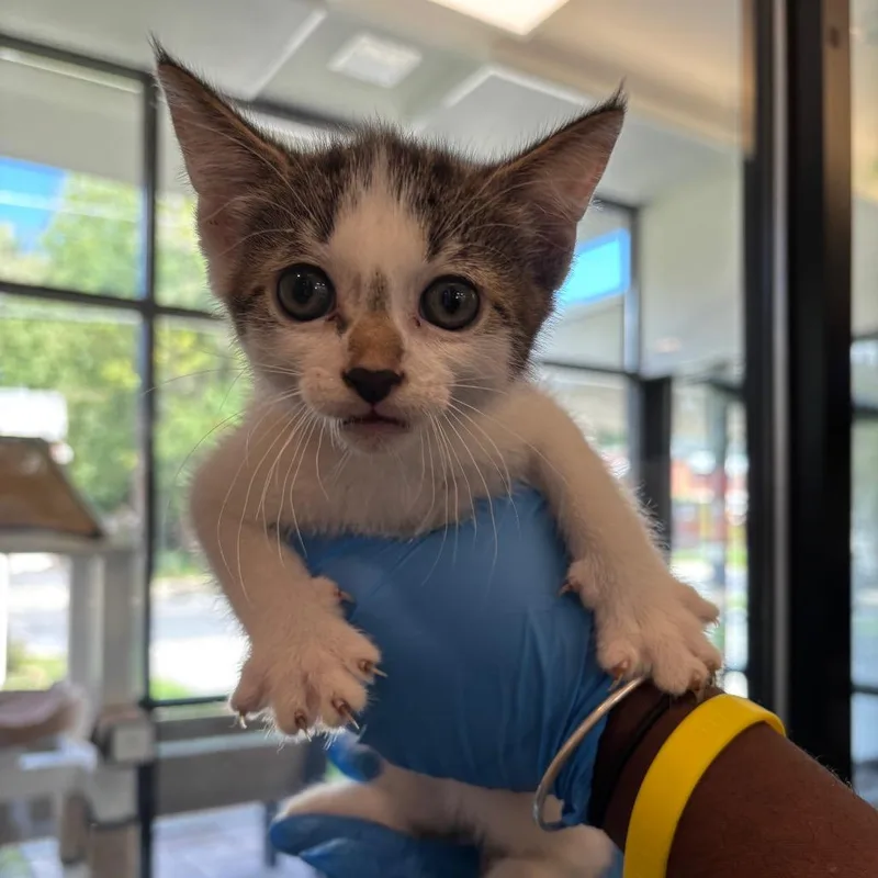A baby small-sized male Domestic Short Hair cat named Saturn for adoption in Allentown, PA