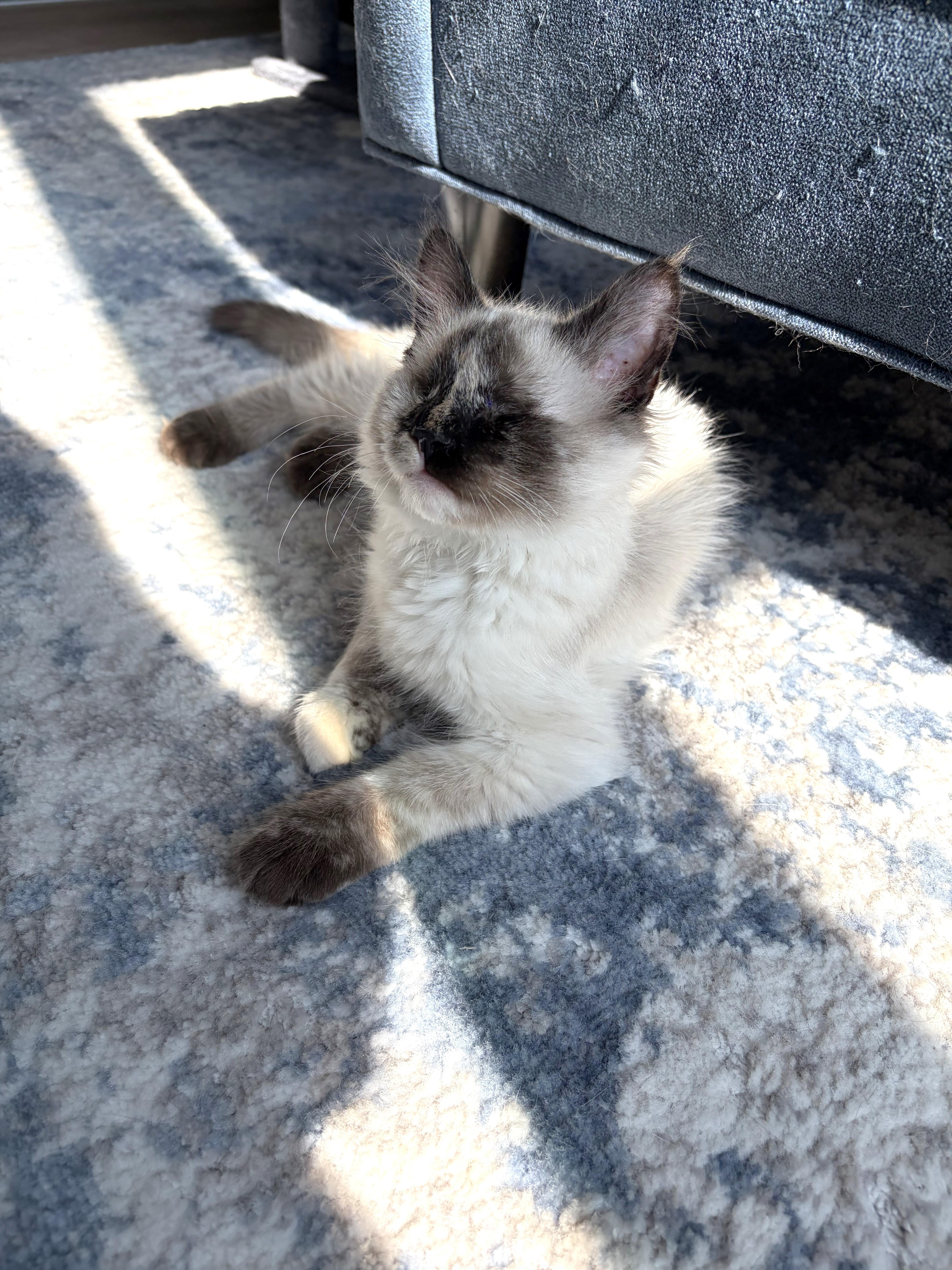 A baby medium-sized female Chocolate Point Domestic Short Hair cat named Katniss for adoption in Apex, NC