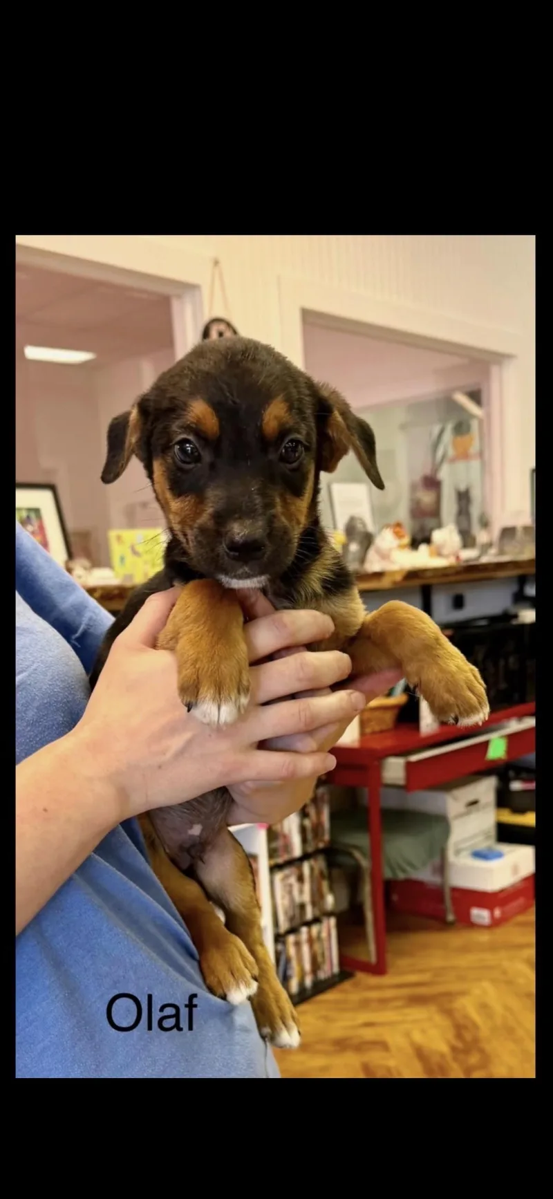 A baby medium-sized female Terrier dog named Hobbit litter for adoption in seaside heights, NJ