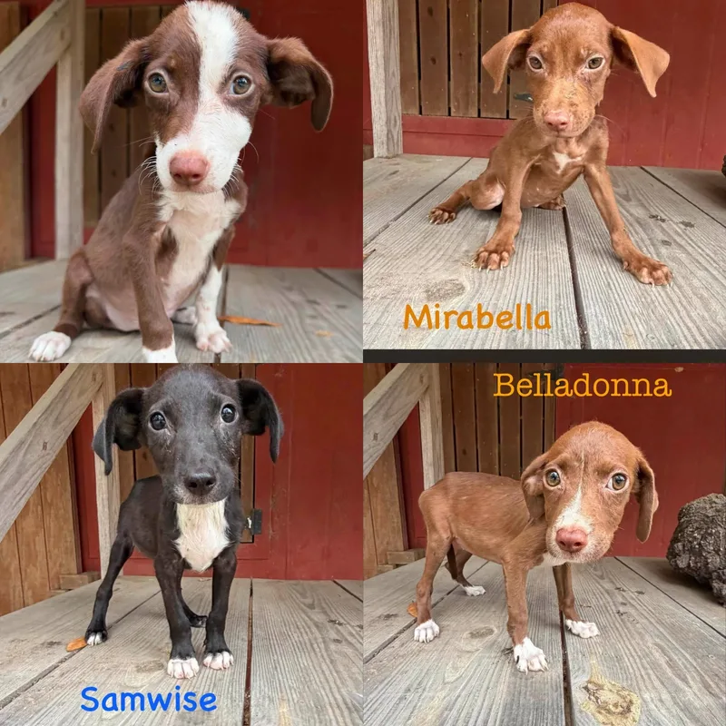 Hobbit litter thumbnail 2