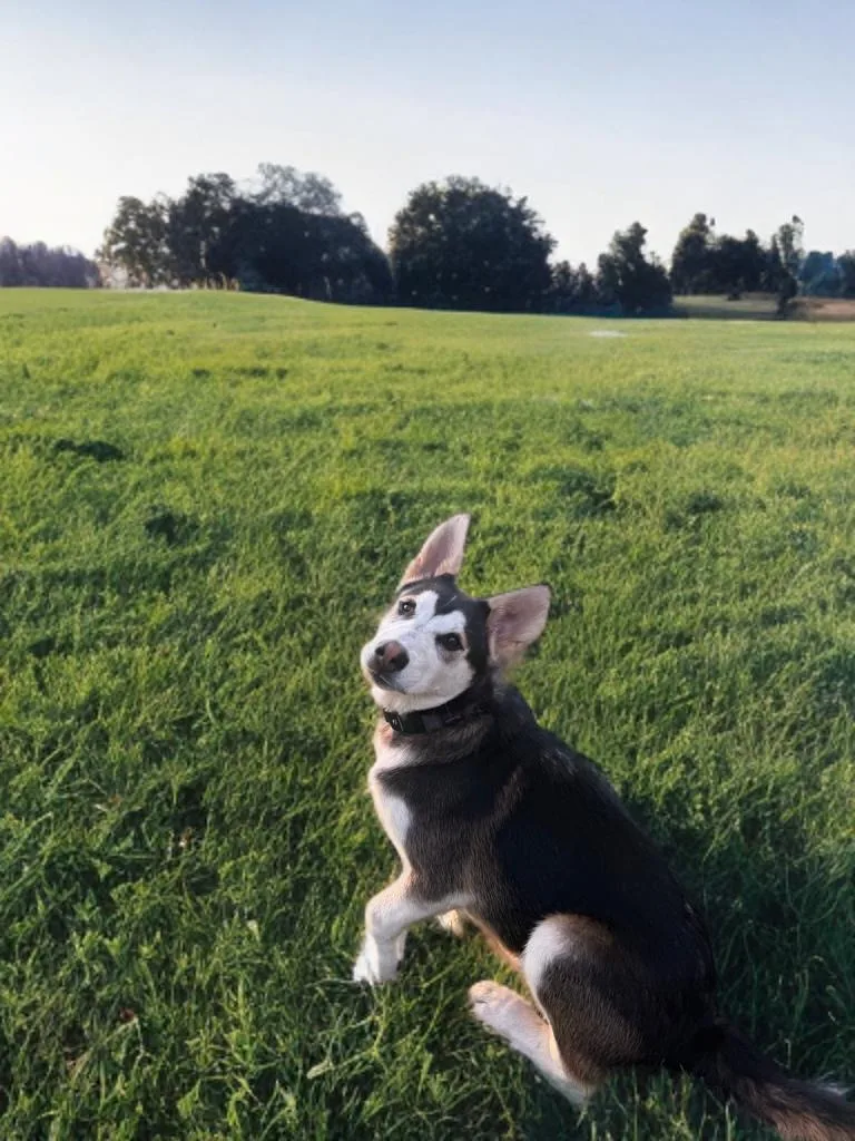 A young medium-sized male Siberian Husky dog named Cliff for adoption in Sumter, SC