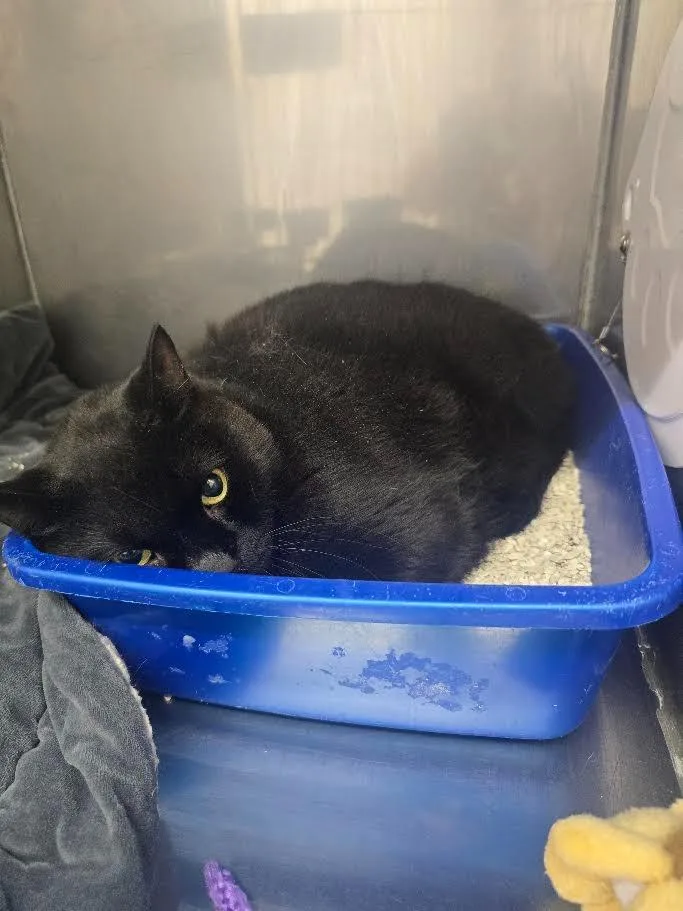 A senior medium-sized female Domestic Short Hair cat named Mina for adoption in Glenfield, NY