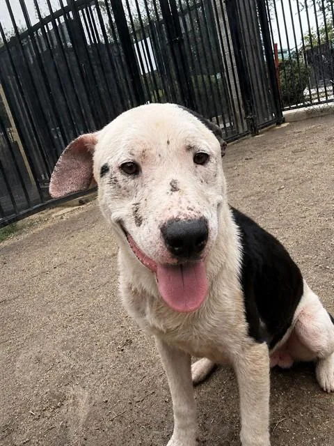 A young large-sized male Pit Bull Terrier dog named Steel for adoption in Riverside, CA