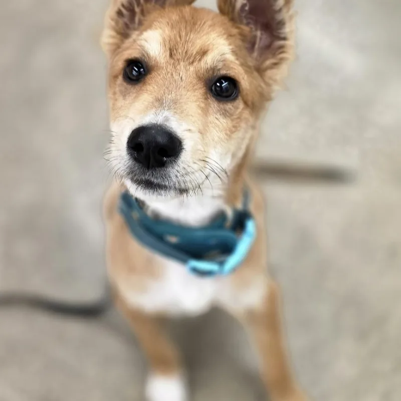 A baby medium-sized male Golden Rough Collie dog named Remi for adoption in Farmington, MN