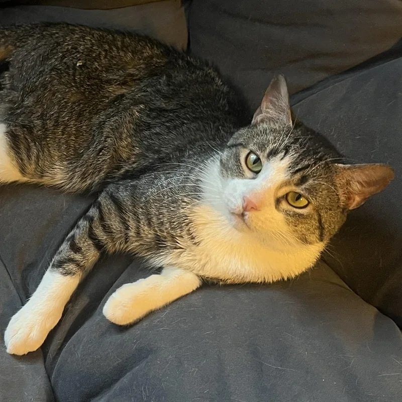 A young medium-sized male Tabby (Brown / Chocolate) Domestic Short Hair cat named Skyler for adoption in Baltimore, MD