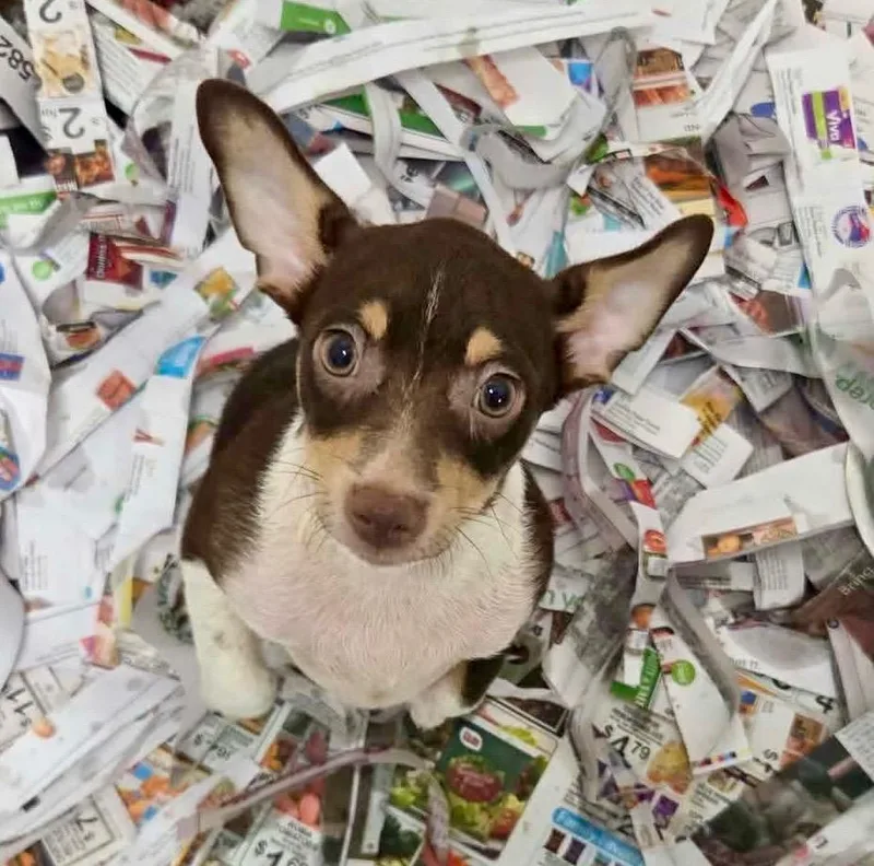 A baby small-sized male Chihuahua dog named Oden for adoption in Newfoundland, NJ