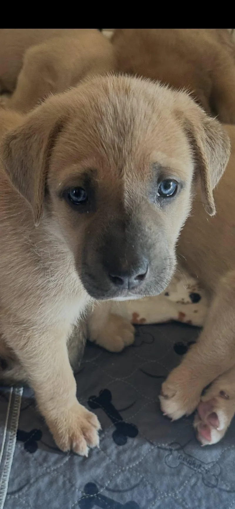 Mastiffaussie Mix Puppiesgirls thumbnail 3