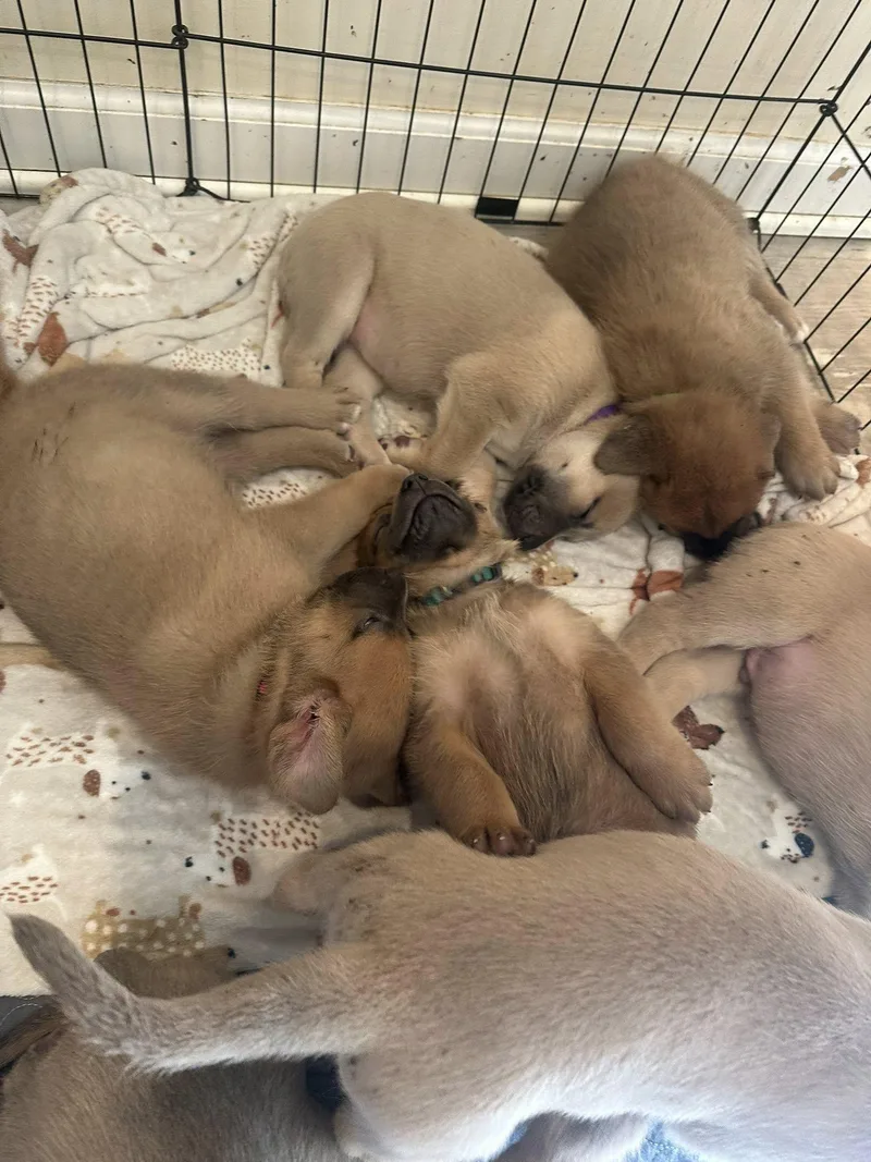 Mastiffaussie Mix Puppiesgirls thumbnail 4