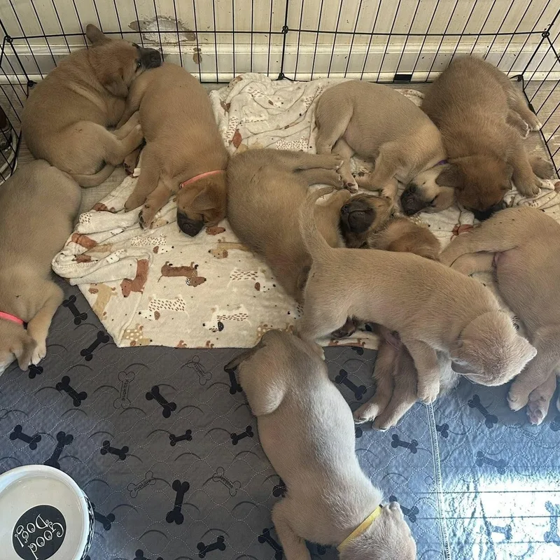 A baby large-sized female Yellow / Tan / Blond / Fawn Mastiff dog named Mastiffaussie Mix Puppiesgirls for adoption in Agua Dulce, CA