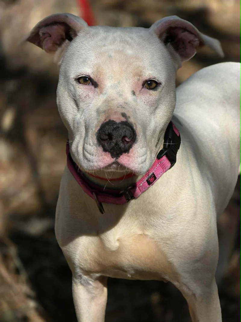 An adult medium-sized female White / Cream Pit Bull Terrier dog named Cali for adoption in Grants Pass, OR