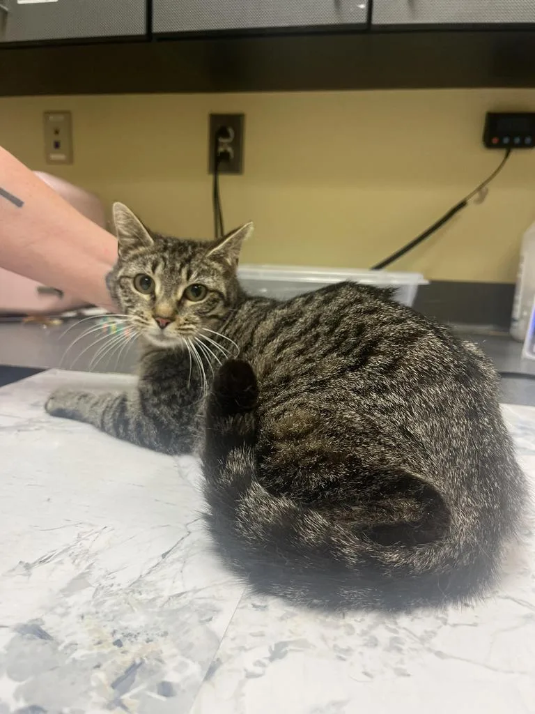 A baby medium-sized female Domestic Short Hair cat named Kailani for adoption in Florence, SC