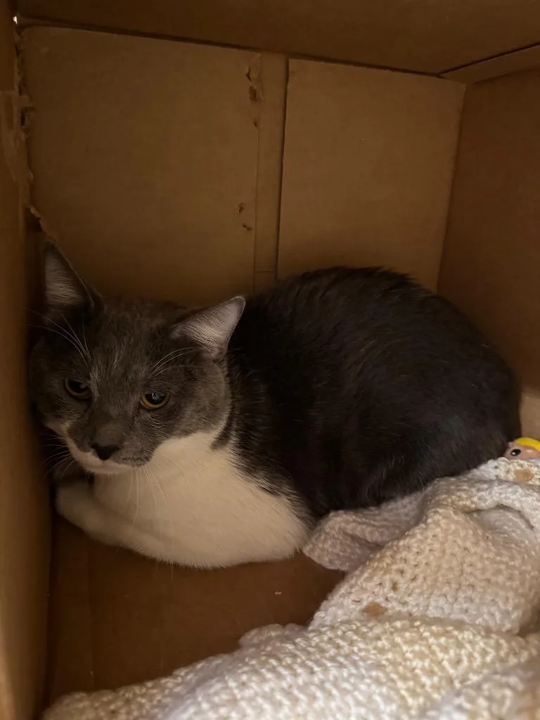 A senior medium-sized male Domestic Short Hair cat named Batman for adoption in Bloomington, IN