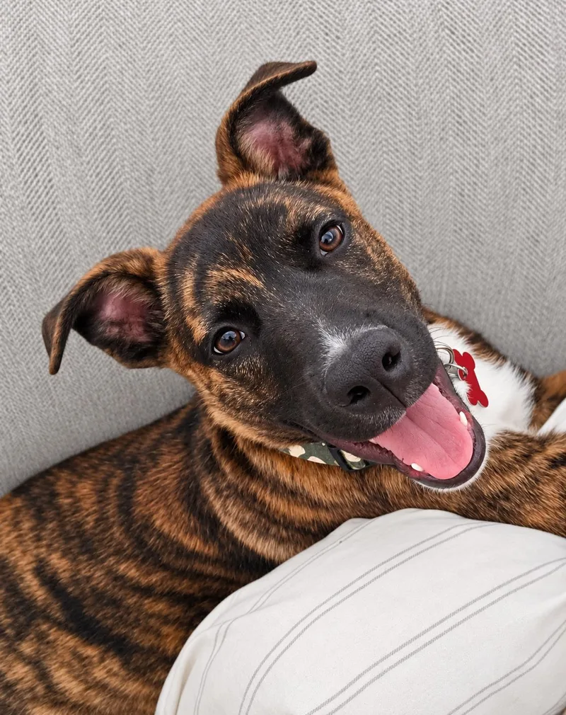 A baby medium-sized male Red / Chestnut / Orange Dutch Shepherd dog named Simon for adoption in Las Vegas, NV