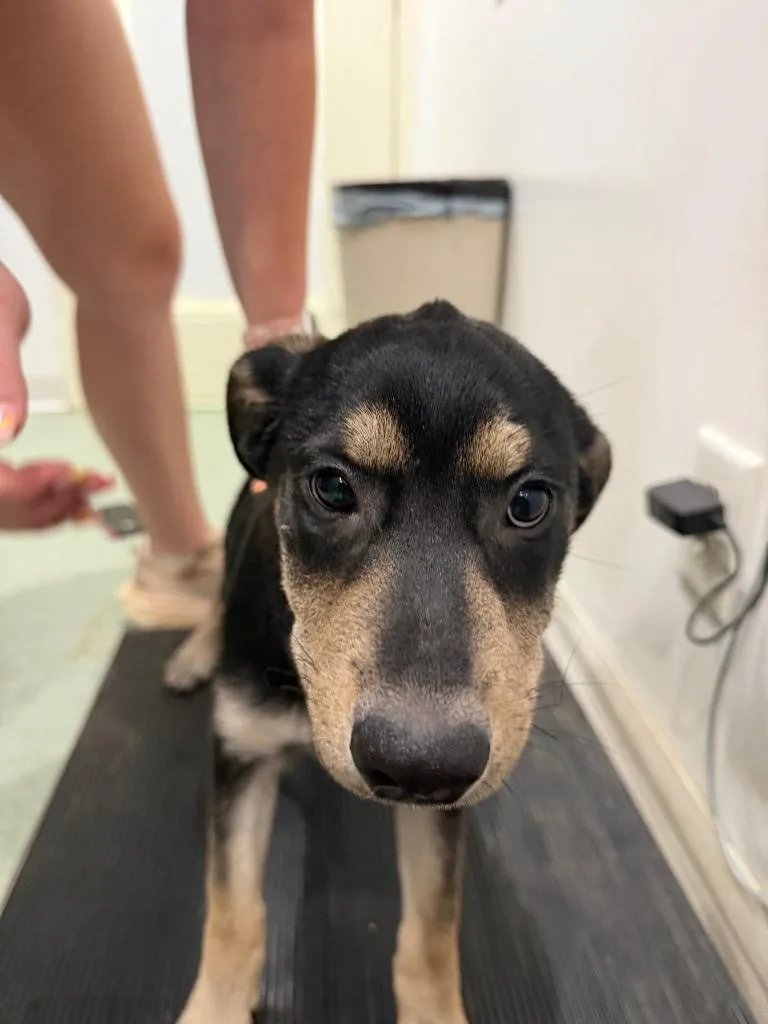 A baby medium-sized female Mixed Breed dog named Perdita for adoption in Danielsville, GA