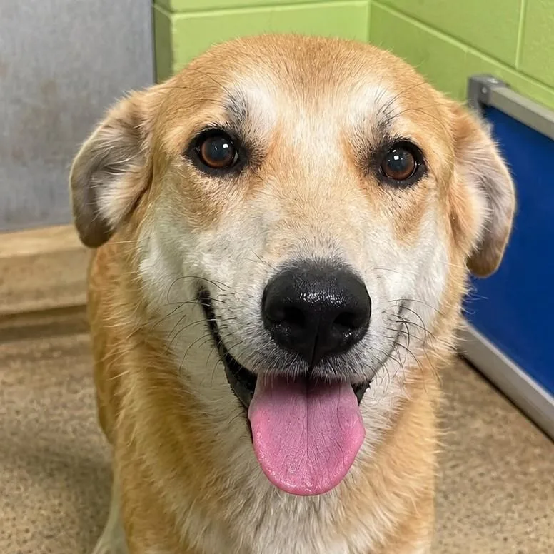 An adult large-sized female Apricot / Beige Husky dog named Anna for adoption in Fort Payne, AL