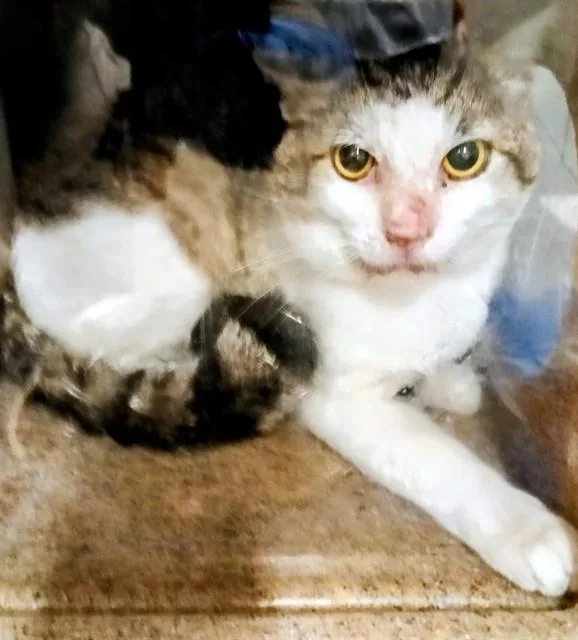 An adult medium-sized male Domestic Short Hair cat named Bodhisattva for adoption in Downey, CA