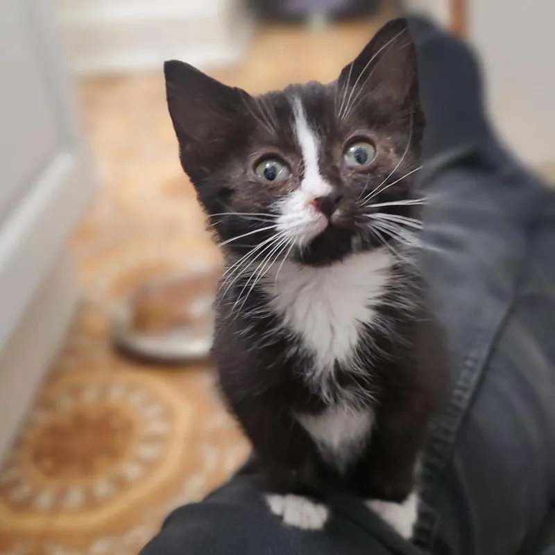 A baby small-sized female Black Domestic Short Hair cat named Belinda for adoption in Cheyenne, WY