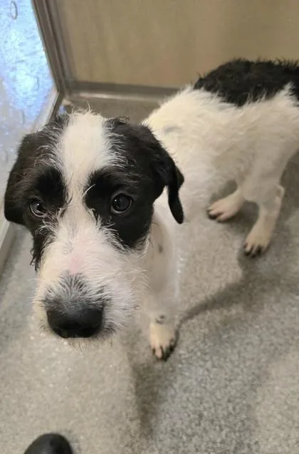 A baby large-sized male Mixed Breed dog named Vinny for adoption in Bellevue, WA