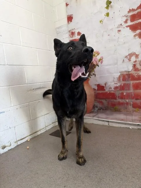A young large-sized male German Shepherd Dog dog named Lancelot for adoption in San Bernardino, CA