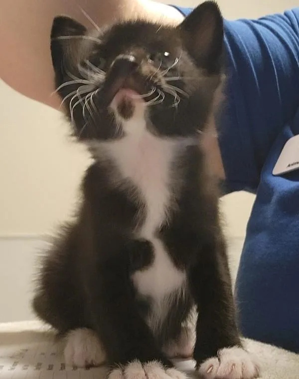 A baby small-sized female Domestic Short Hair cat named Silk for adoption in Dublin, CA