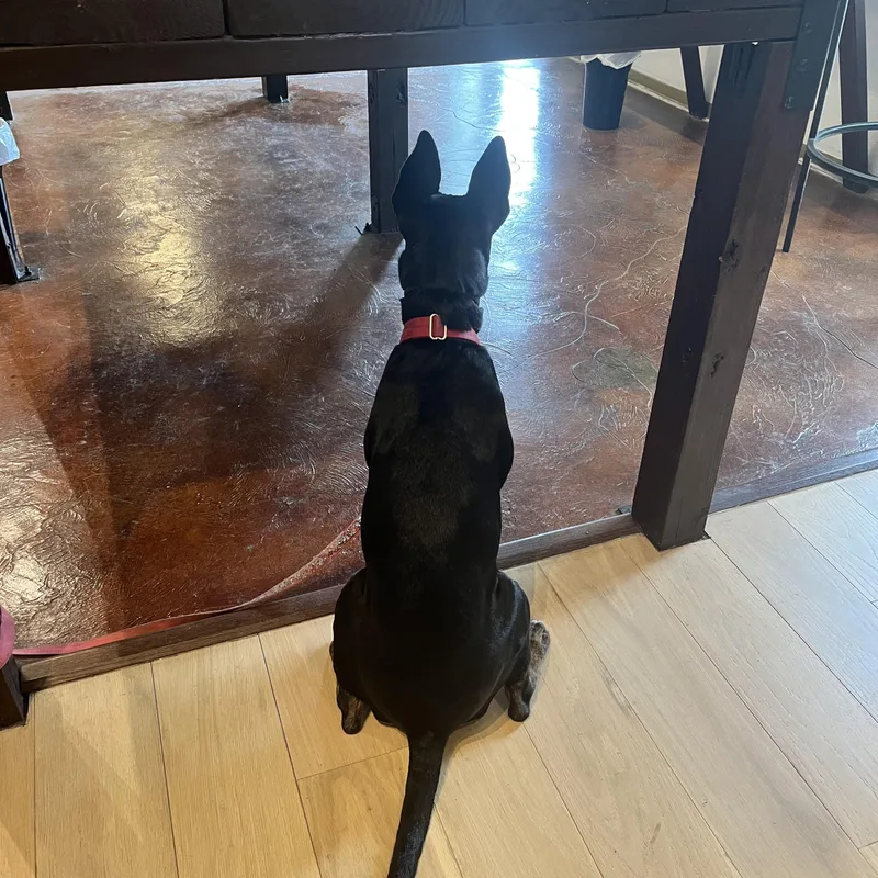 A young medium-sized female Black Bull Terrier dog named Coco for adoption in Southport, CT