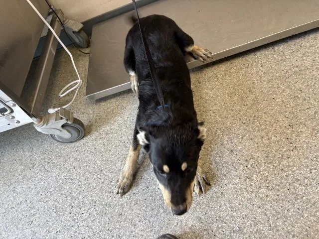 A baby small-sized male German Shepherd Dog dog named A for adoption in Visalia, CA
