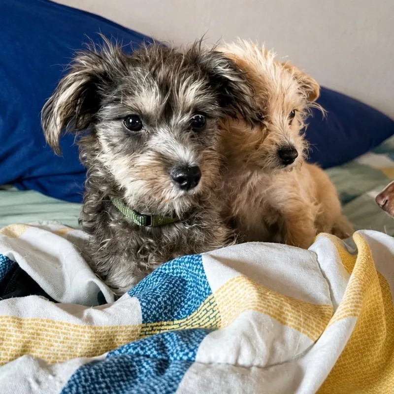 Maverick