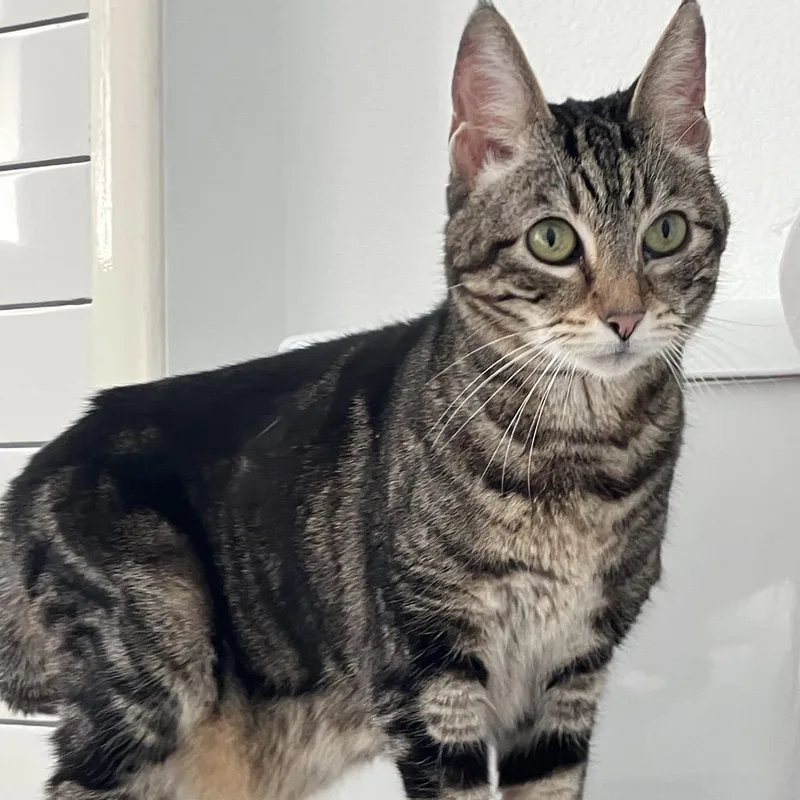 Pippi Aka Pipsqueak thumbnail 3