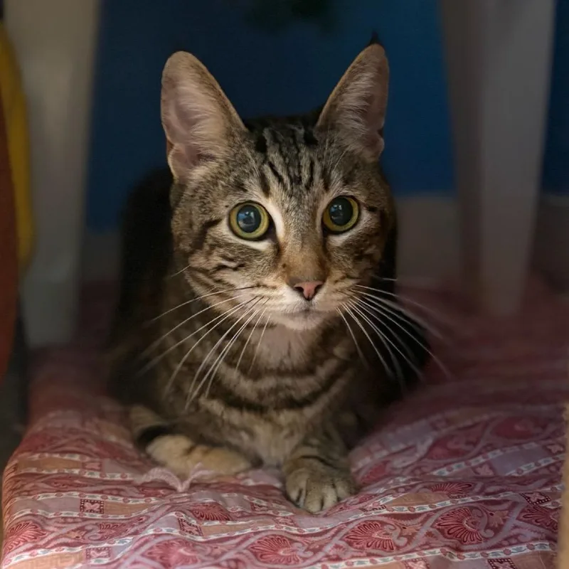 Pippi Aka Pipsqueak thumbnail 4