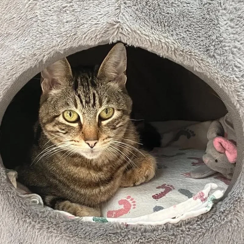 Pippi Aka Pipsqueak thumbnail 5