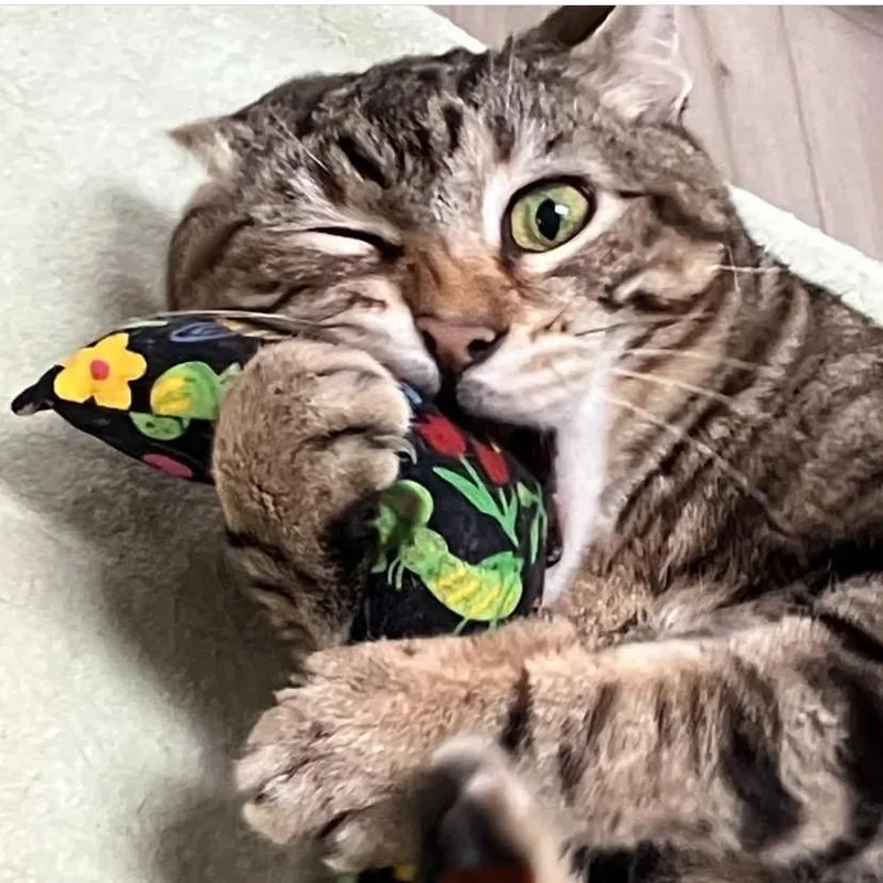 Pippi Aka Pipsqueak thumbnail 6