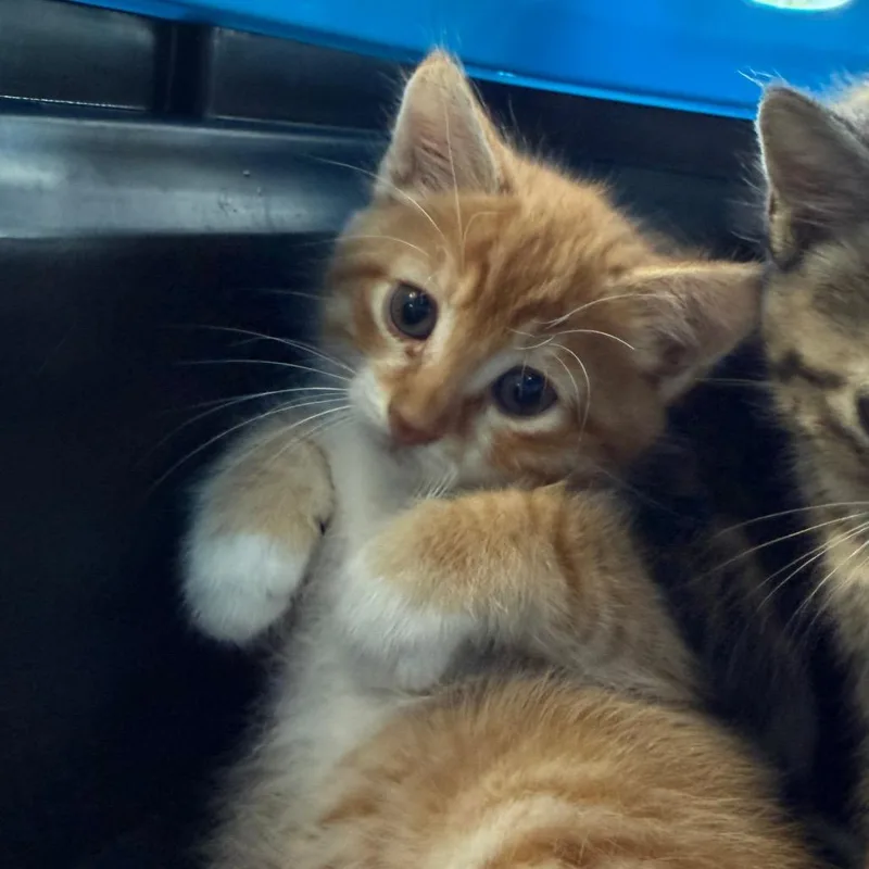 A baby medium-sized male Orange / Red Domestic Short Hair cat named Marvin for adoption in Watertown, NY