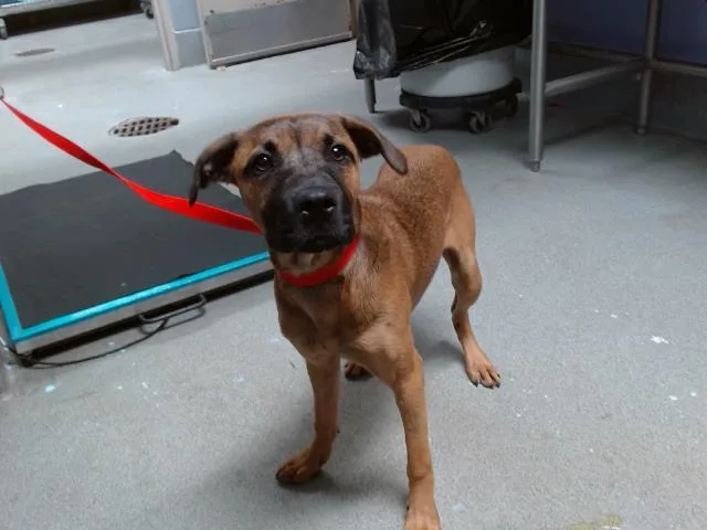 An adult small-sized female Labrador Retriever dog named Tuluv for adoption in Albuquerque, NM