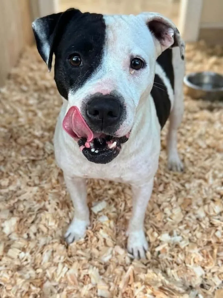 An adult medium-sized female Tricolor (Brown, Black, & White) American Bulldog dog named Bessie for adoption in Troy, AL