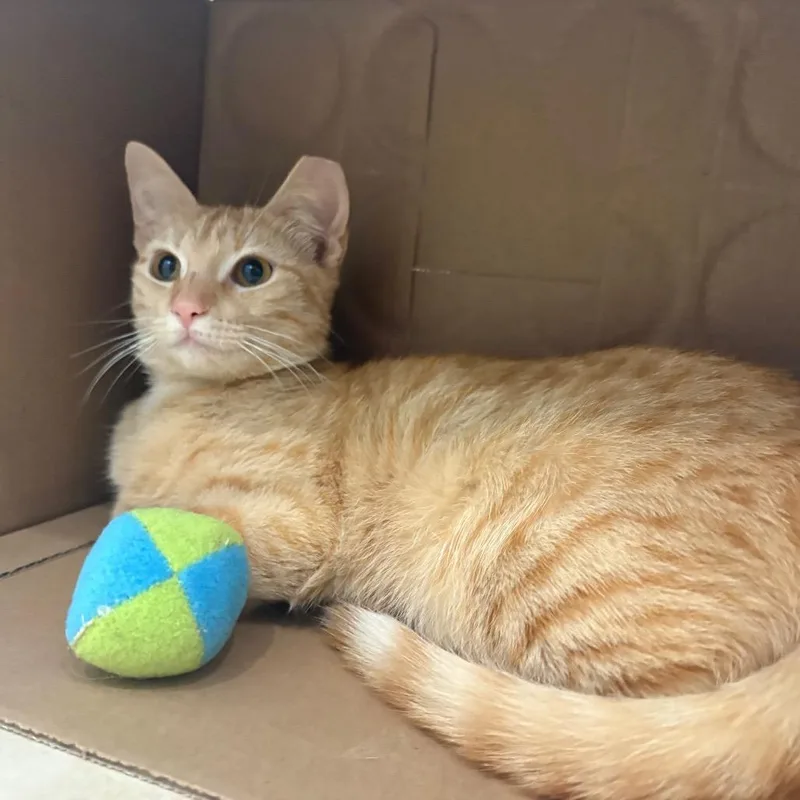 A young small-sized female Orange / Red Domestic Short Hair cat named Sierra for adoption in Jupiter, FL