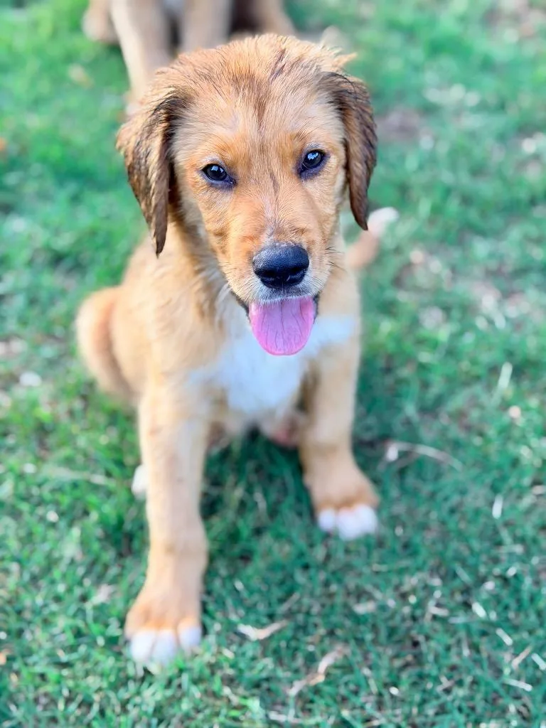 A baby large-sized male Golden Retriever dog named Nels for adoption in Ewing, NJ