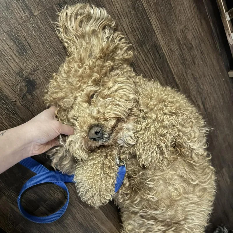 Boo Radley thumbnail 2