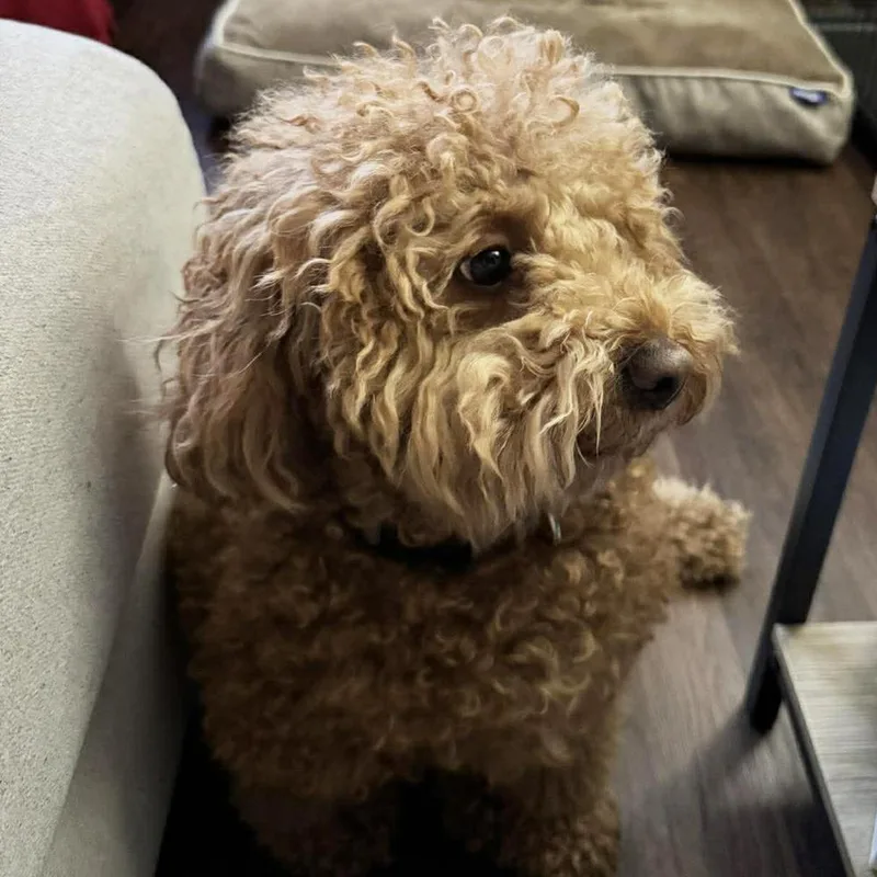 Boo Radley thumbnail 3