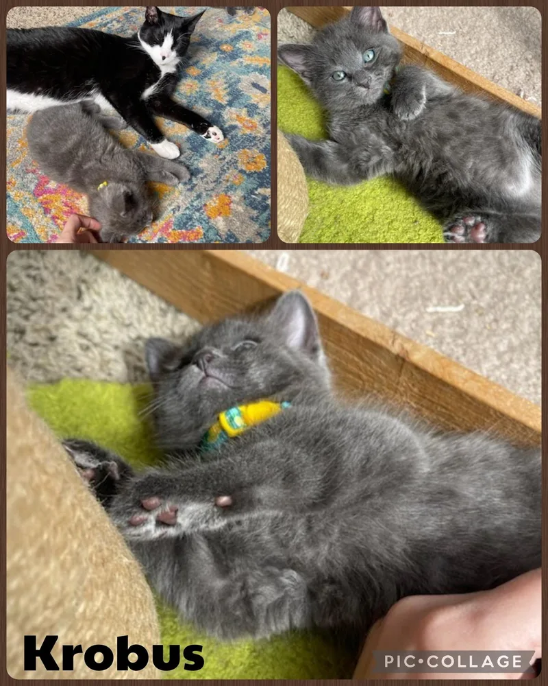 A baby small-sized male Gray / Blue / Silver Domestic Short Hair cat named Krobus for adoption in Newberg, OR