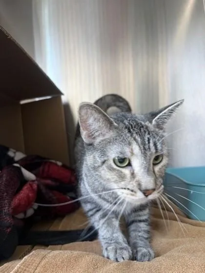 A young small-sized female Domestic Short Hair cat named Eevee for adoption in Westland, MI