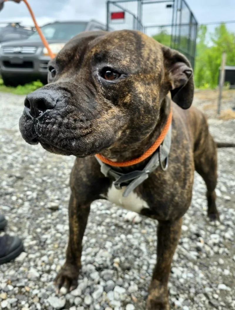 An adult large-sized male Brindle American Staffordshire Terrier dog named Milo for adoption in McKeesport, PA