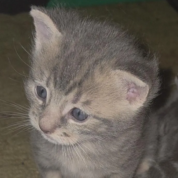 A young small-sized female Gray / Blue / Silver Domestic Short Hair cat named Seraphina for adoption in Wickenburg, AZ