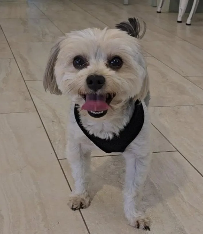An adult medium-sized male Yorkshire Terrier dog named Willow for adoption in Palm City, FL