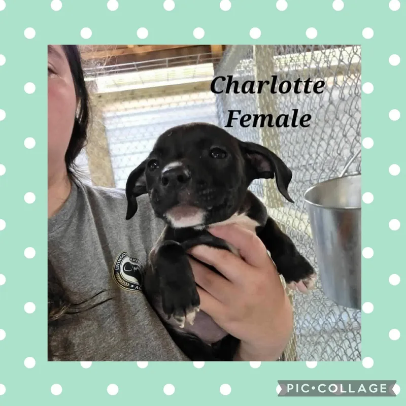 A baby medium-sized female Black Pit Bull Terrier dog named Charlotte for adoption in Ringwood, NJ
